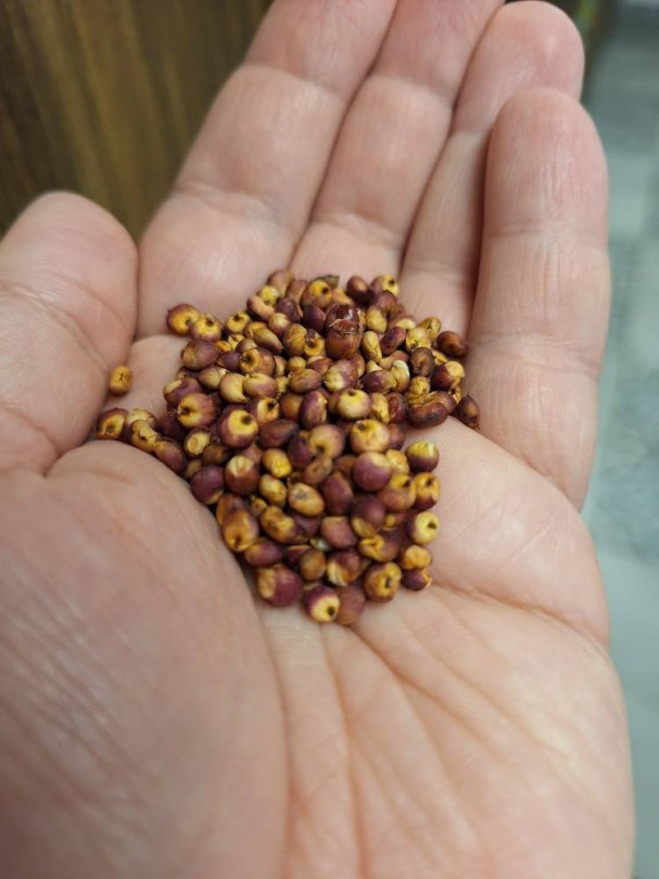Coral cukorcirok - Dél-Szudáni tájfajta, Sorghum bicolor, amaránt, gabona